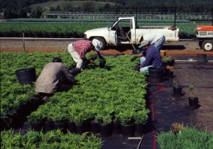 Workers are hand weeding container grown ornamentals