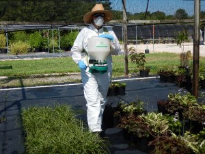 Cover photo for Field Days -- Cost-Effective Weed Management in Container Nurseries